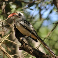 Toko senegalski - Tockus erythrorhynchus kempi - Western Red-billed Hornbill