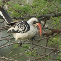 Toko tanzański - Tockus erythrorhynchus ruahae - Tanzanian Red-billed Hornbill