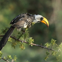 Toko żółtodzioby - Tockus flavirostris - Eastern Yellow-billed Hornbill