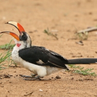 Toko czarnoskrzydły - Tockus deckeni - Von der Decken's Hornbill