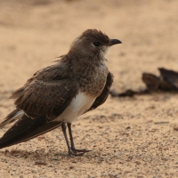 Żwirowiec łąkowy - Glareola pratincola - Collared Pratincole