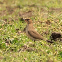 Żwirowiec łąkowy - Glareola pratincola - Collared Pratincole