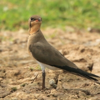 Żwirowiec łąkowy - Glareola pratincola - Collared Pratincole
