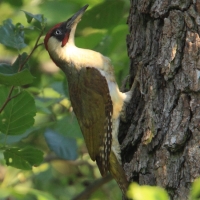 Dzięcioł zielony - Picus viridis - Green Woodpecker