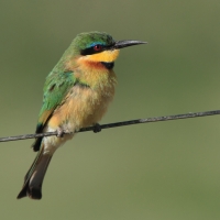 Żołna mała - Merops pusillus - Little Bee-eater