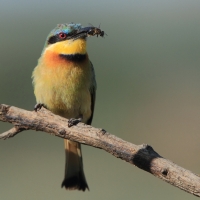 Żołna mała - Merops pusillus - Little Bee-eater