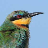 Żołna mała - Merops pusillus - Little Bee-eater