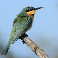 Żołna mała - Merops pusillus - Little Bee-eater