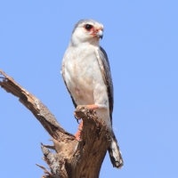 Sokolik czerwonooki - Polihierax semitorquatus - African Pygmy Falcon