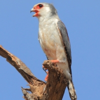 Sokolik czerwonooki - Polihierax semitorquatus - African Pygmy Falcon