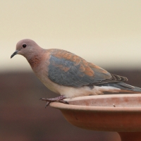 Synogarlica senegalska - Streptopelia senegalensis - Laughing Dove