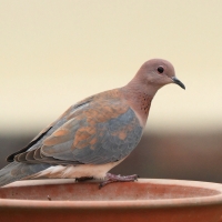 Synogarlica senegalska - Streptopelia senegalensis - Laughing Dove