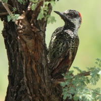 Dzięciolik złotosterny - Geocolaptes abingoni - Golden-tailed Woodpecker