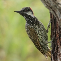 Dzięciolik złotosterny - Geocolaptes abingoni - Golden-tailed Woodpecker
