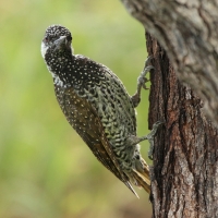 Dzięciolik złotosterny - Geocolaptes abingoni - Golden-tailed Woodpecker