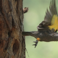 Afrykanka niebieskorzytna - Poicephalus rueppellii - Rüppell's Parrot