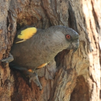 Afrykanka niebieskorzytna - Poicephalus rueppellii - Rüppell's Parrot