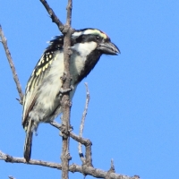 Głowaczek białolicy - Tricholaema leucomelas - Acacia Pied Barbet