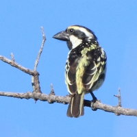 Głowaczek białolicy - Tricholaema leucomelas - Acacia Pied Barbet
