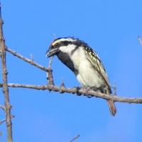 Głowaczek białolicy - Tricholaema leucomelas - Acacia Pied Barbet