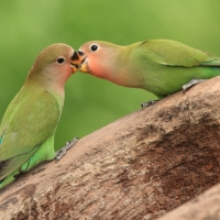 Nierozłączka czerwonoczelna - Agapornis roseicollis - Rosy-faced Lovebird