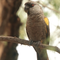 Afrykanka niebieskorzytna - Poicephalus rueppellii - Rüppell's Parrot
