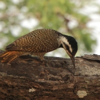 Dzięcioł sawannowy - Chloropicus namaquus - Bearded Woodpecker