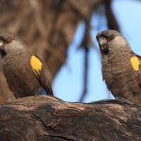 Afrykanka niebieskorzytna - Poicephalus rueppellii - Rüppell's Parrot