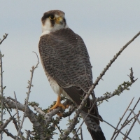 Sokół rudogłowy - Falco chicquera - Red-necked Falcon