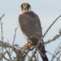 Sokół rudogłowy - Falco chicquera - Red-necked Falcon