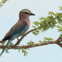 Kraska liliowopierśna - Coracias caudatus - Lilac-breasted Roller