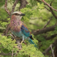 Kraska liliowopierśna - Coracias caudatus - Lilac-breasted Roller