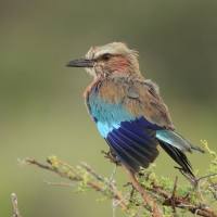 Kraska liliowopierśna - Coracias caudatus - Lilac-breasted Roller