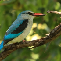 Łowiec jasny - Halcyon senegalensis - Woodland Kingfisher