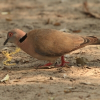 Synogarlica okularowa - Streptopelia decipiens - African Mourning Dove