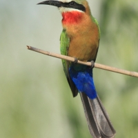 Żołna białoczelna - Merops bullockoides - White-fronted Bee-eater