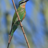 Żołna modrolica - Merops persicus - Blue-cheeked Bee-eater