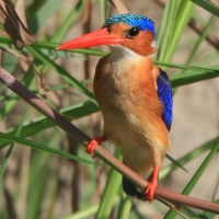 Zimorodek malachitowy - Corythornis cristatus  - African Malachite Kingfisher
