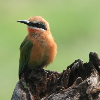Żołna białoczelna - Merops bullockoides - White-fronted Bee-eater
