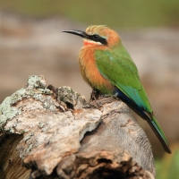 Żołna białoczelna - Merops bullockoides - White-fronted Bee-eater