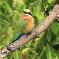 Żołna białoczelna - Merops bullockoides - White-fronted Bee-eater