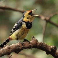 Brodal czubaty - Trachyphonus vaillantii - Crested Barbet