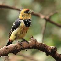 Brodal czubaty - Trachyphonus vaillantii - Crested Barbet
