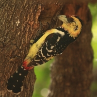 Brodal czubaty - Trachyphonus vaillantii - Crested Barbet