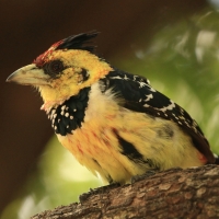 Brodal czubaty - Trachyphonus vaillantii - Crested Barbet
