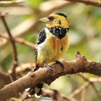 Brodal czubaty - Trachyphonus vaillantii - Crested Barbet