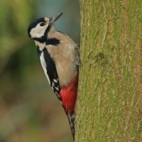 Dzięcioł duży - Dendrocopos major - Great Spotted Woodpecker