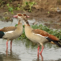 Gęsiówka egipska - Alopochen aegyptiaca - Egyptian Goose