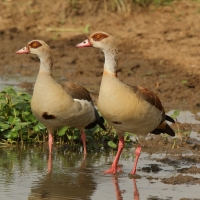 Gęsiówka egipska - Alopochen aegyptiaca - Egyptian Goose