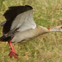 Gęsiówka egipska - Alopochen aegyptiaca - Egyptian Goose